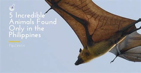 animals that only found in the philippines|5 incredible animals found only in the Philippines.